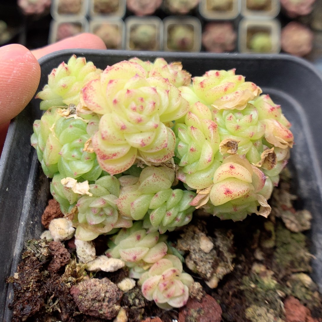 X194 ，20包邮两天凑单偏远不发货