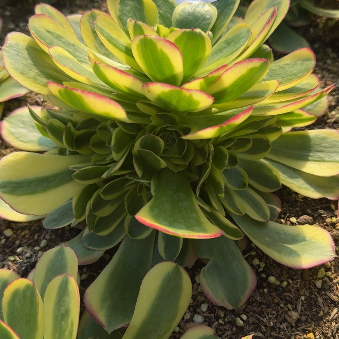 056奶白。多肉植物