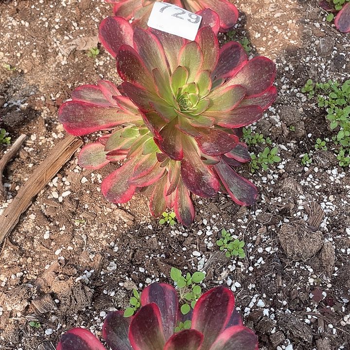 ?****y多肉法师法师多肉 729