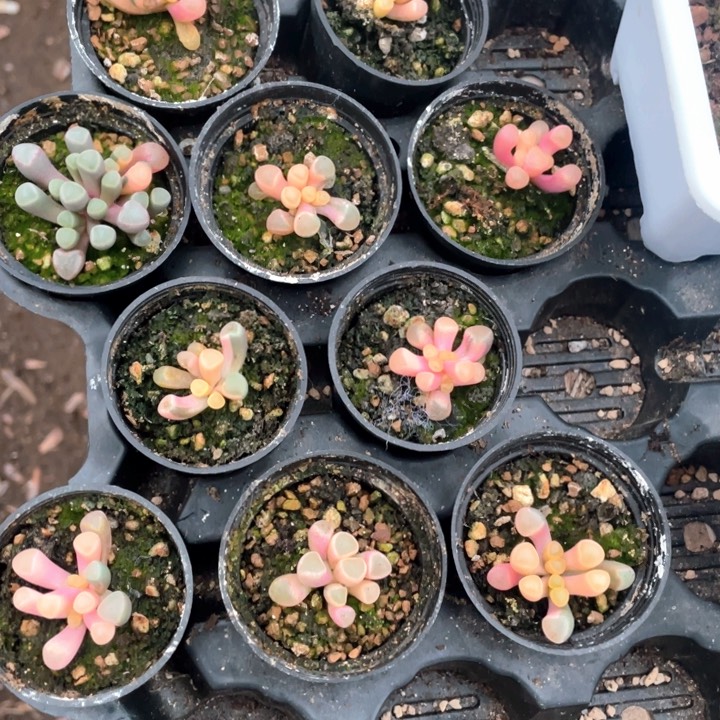 五十林玉锦22.8一盆88888888