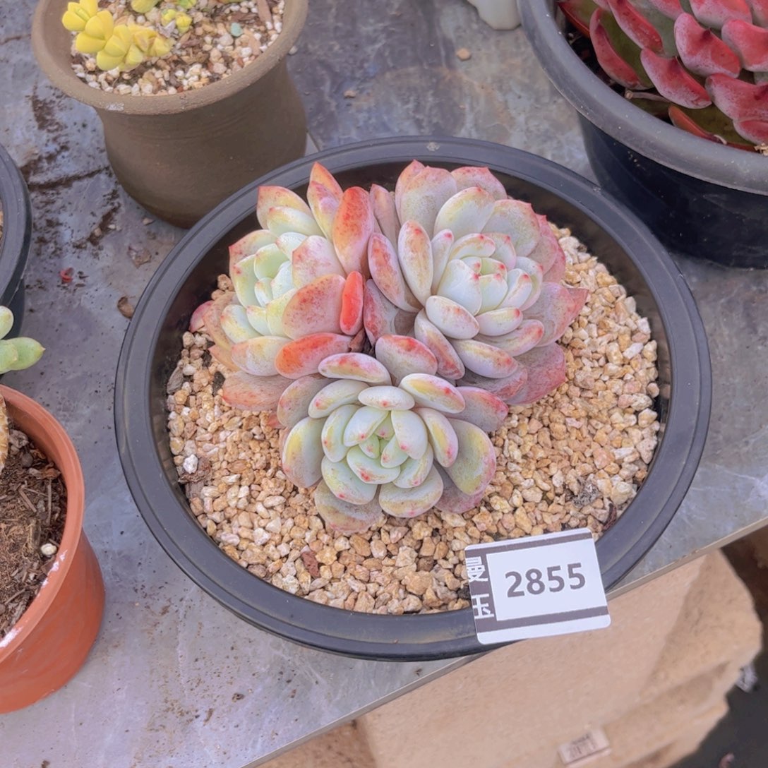 橙梦露杂多肉植物2855