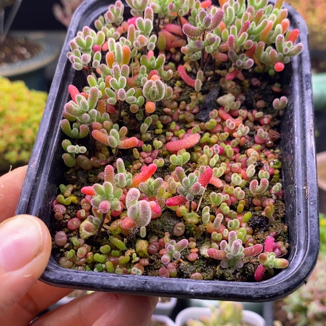 133混合小苗。     
