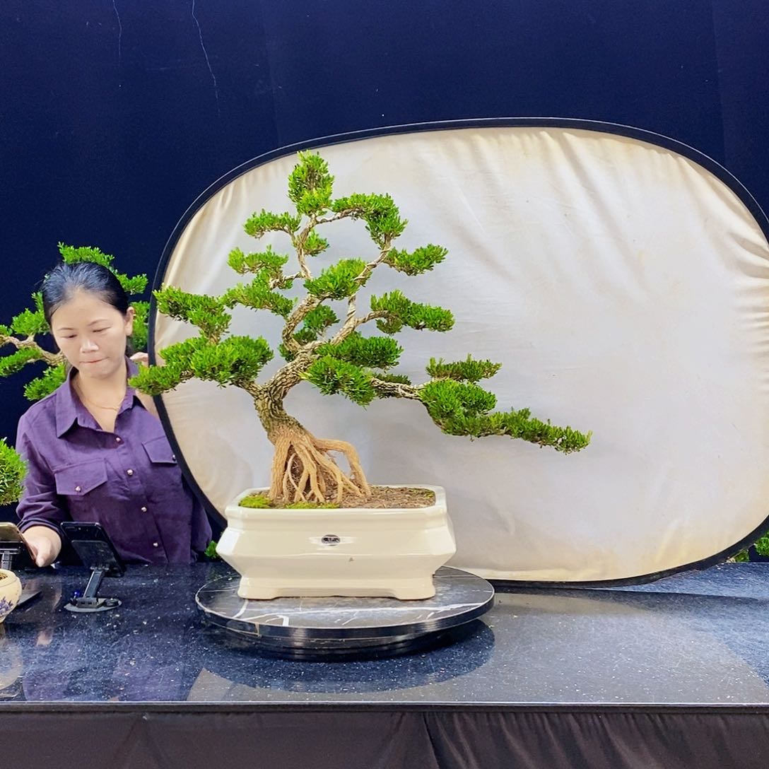 无花朵黄杨盆景造型