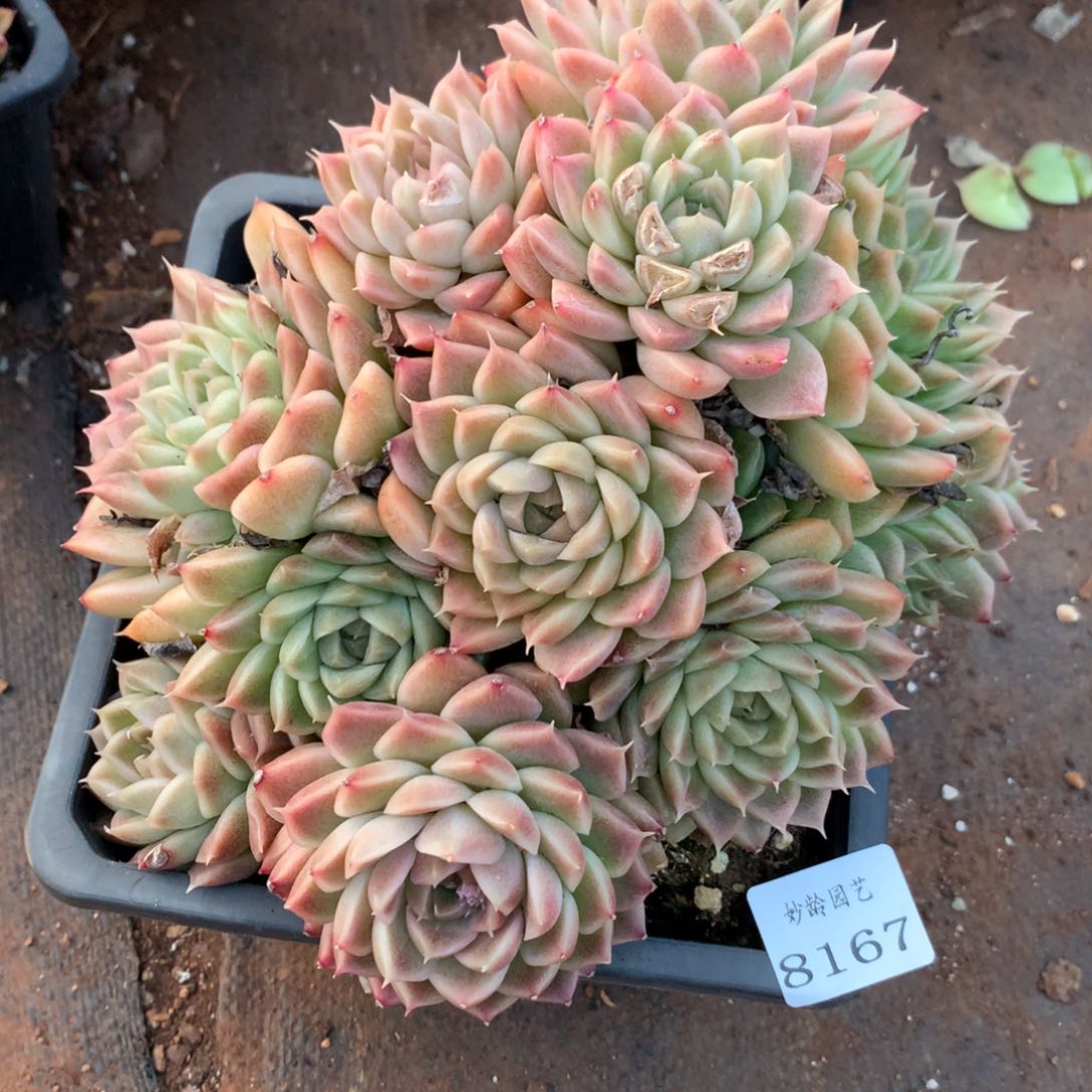 8167有叶伤不包整散掉头不售后