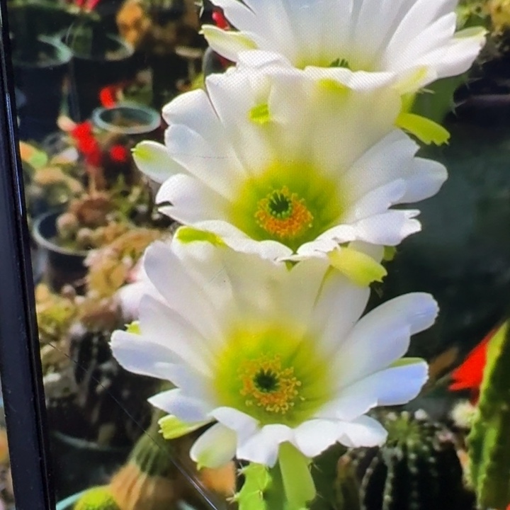47白色美花角无根侧牙一个，20包邮