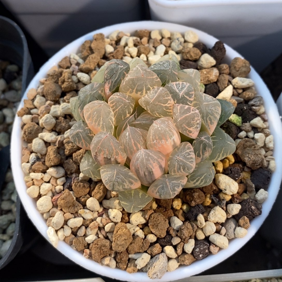 一颗实生糊斑雨露锦 元旦福利