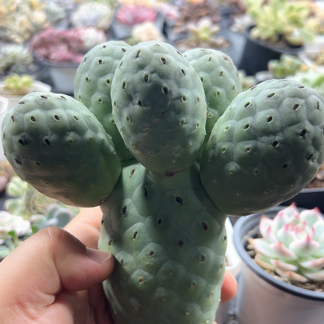 巨型绿皮洞洞习志野