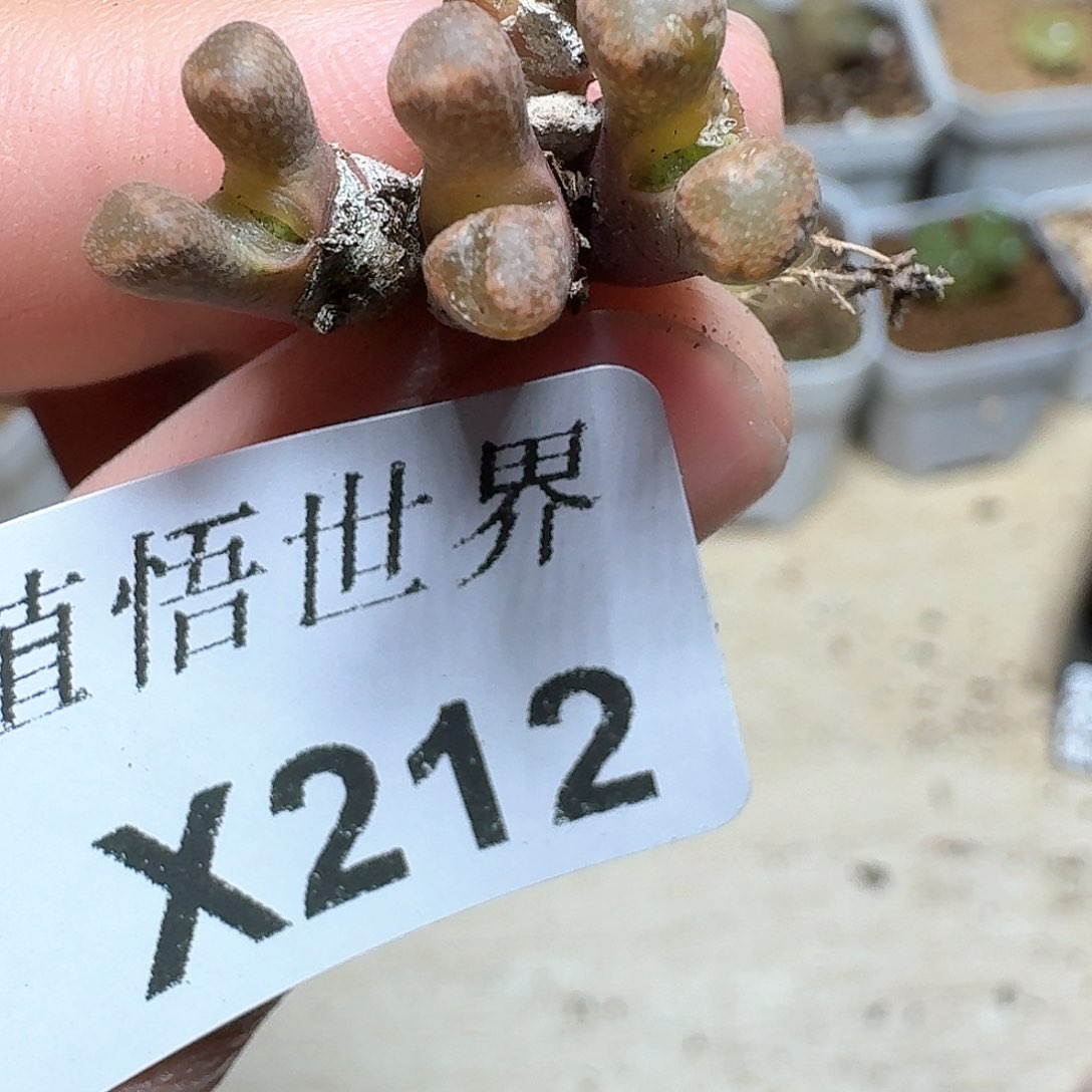 212盒多肉植物哇f g v