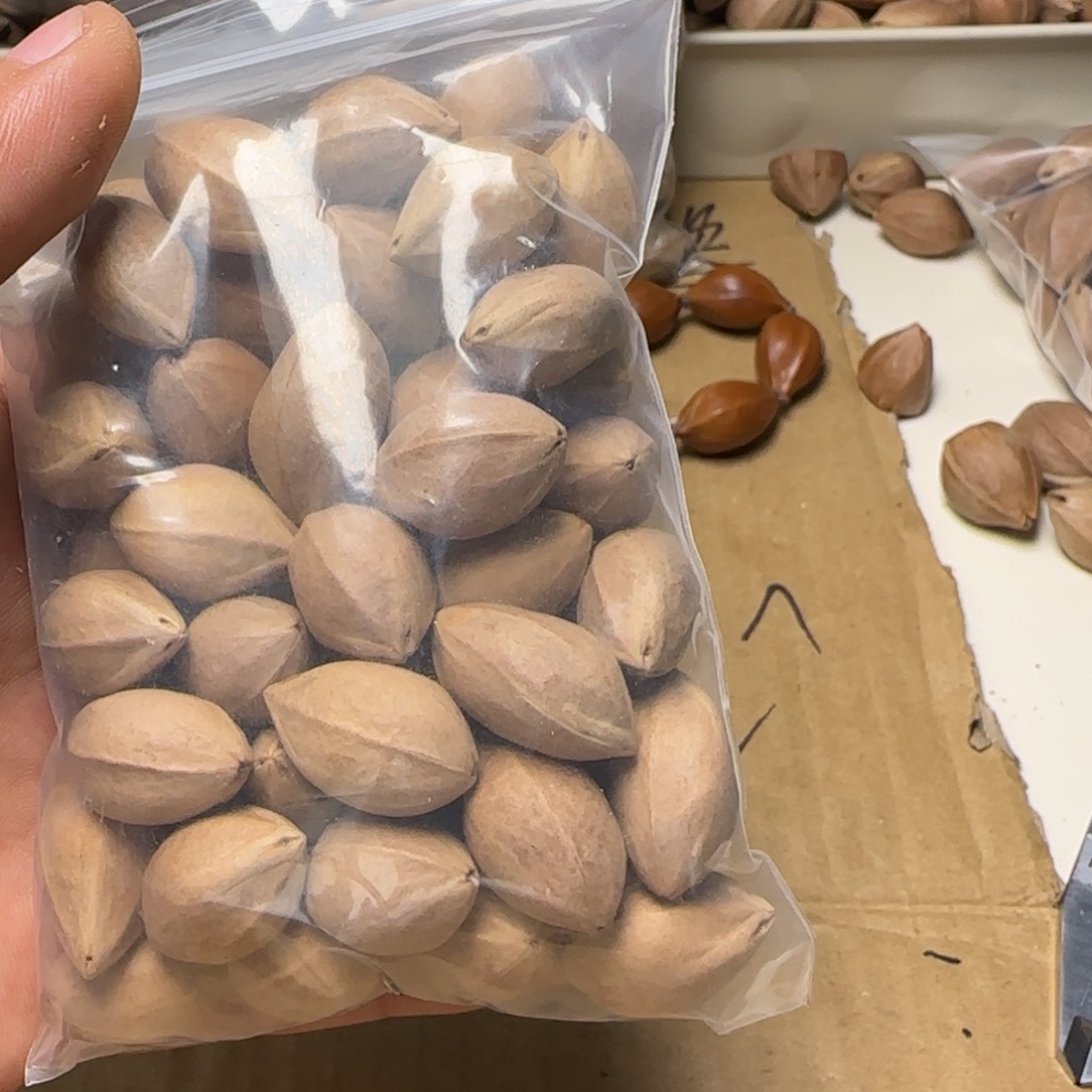 【闪购商品】橄榄核手串/手链悲***蟆111111