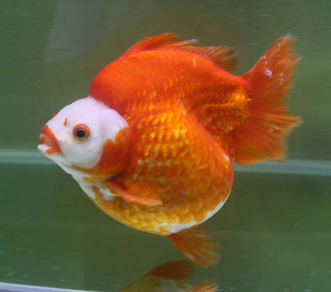 1多种花色鎏金金鱼长尾短尾可选好养易活冷水淡水观赏鱼