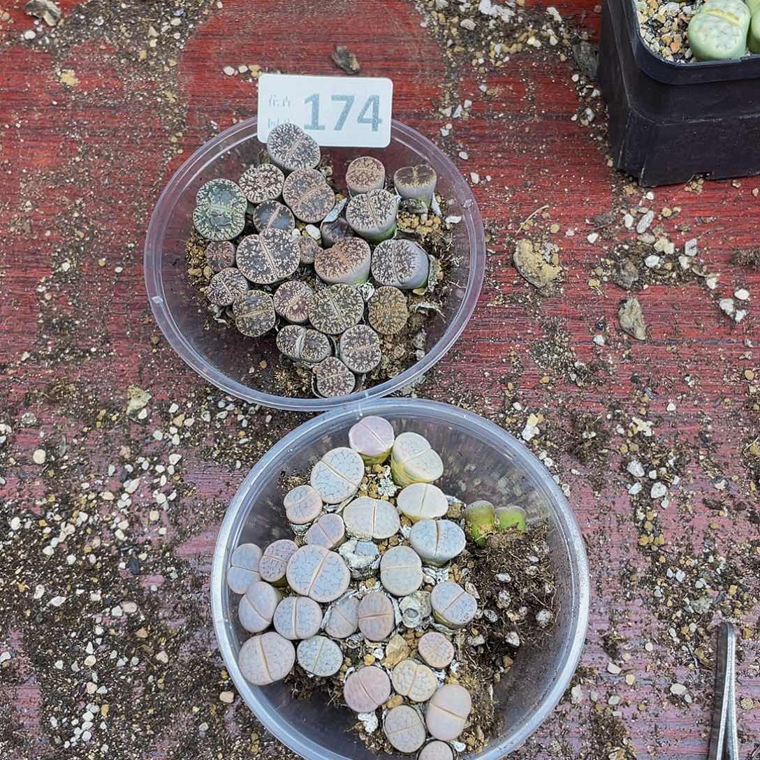 1740000000花花花花花花花