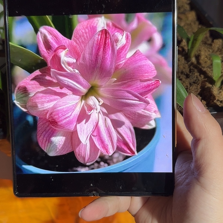 草莓熊1+厘米 可寄养