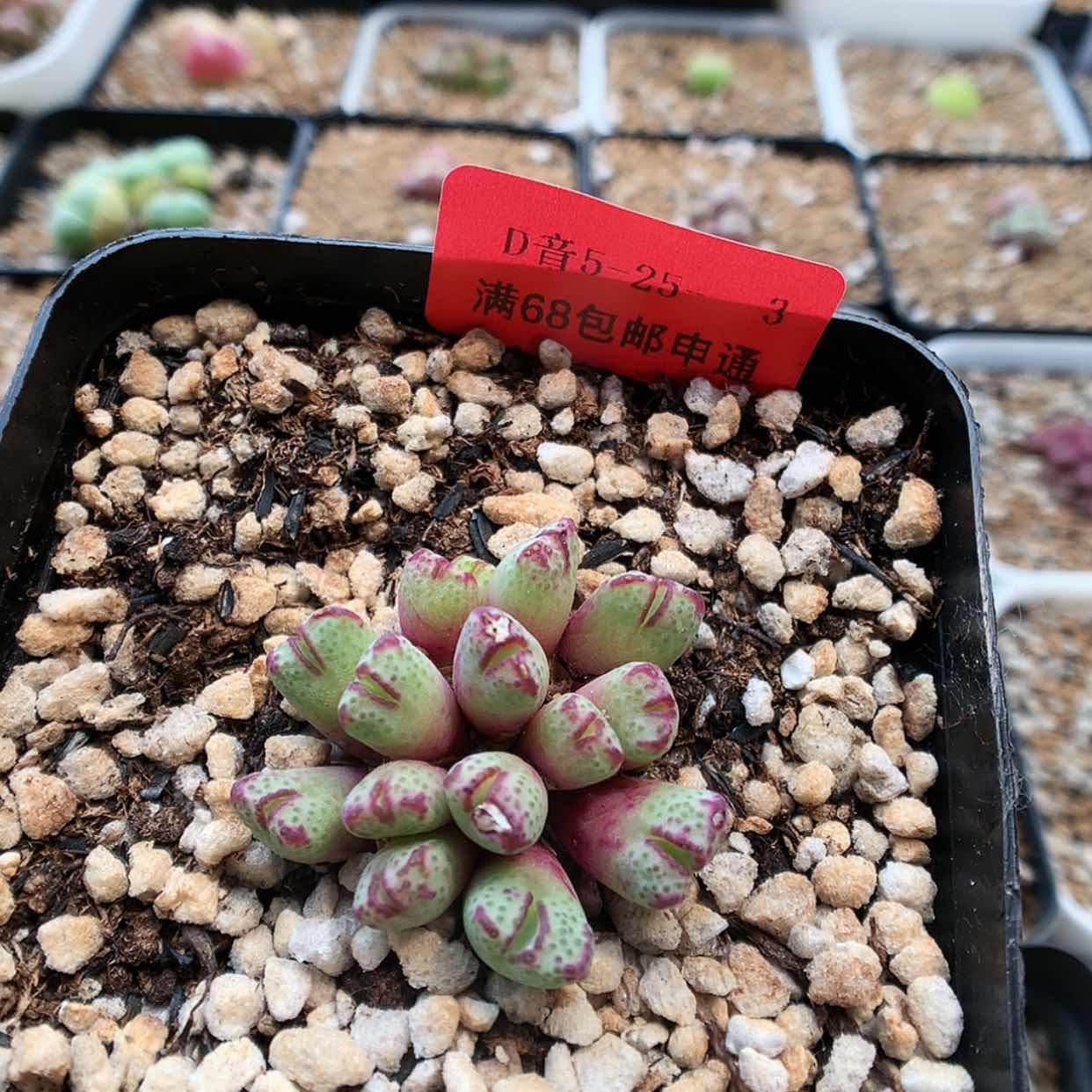 【闪购商品】5-25-3 瑕疵红嘴斑马 25