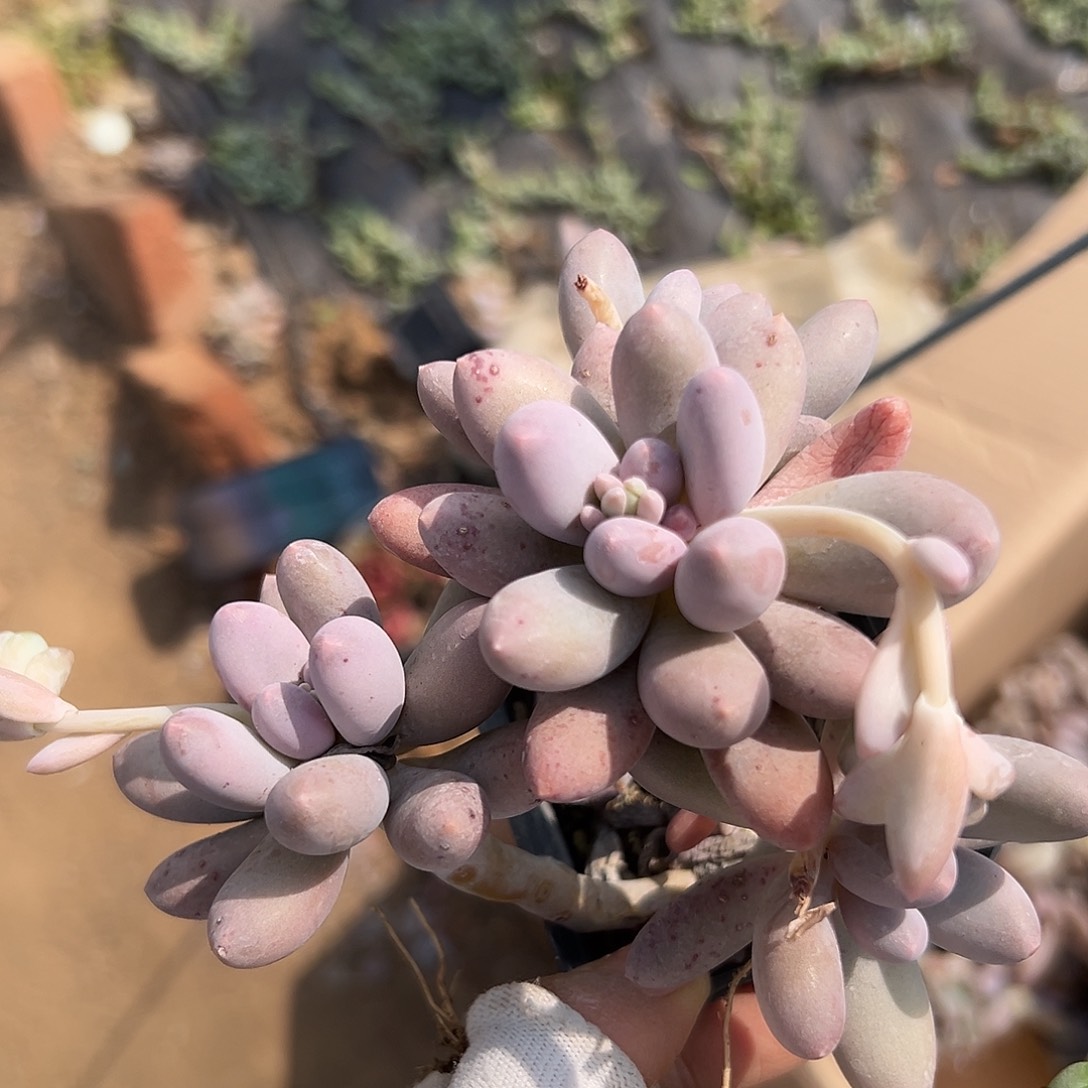 多咯咯摸摸摸摸我小心翼翼