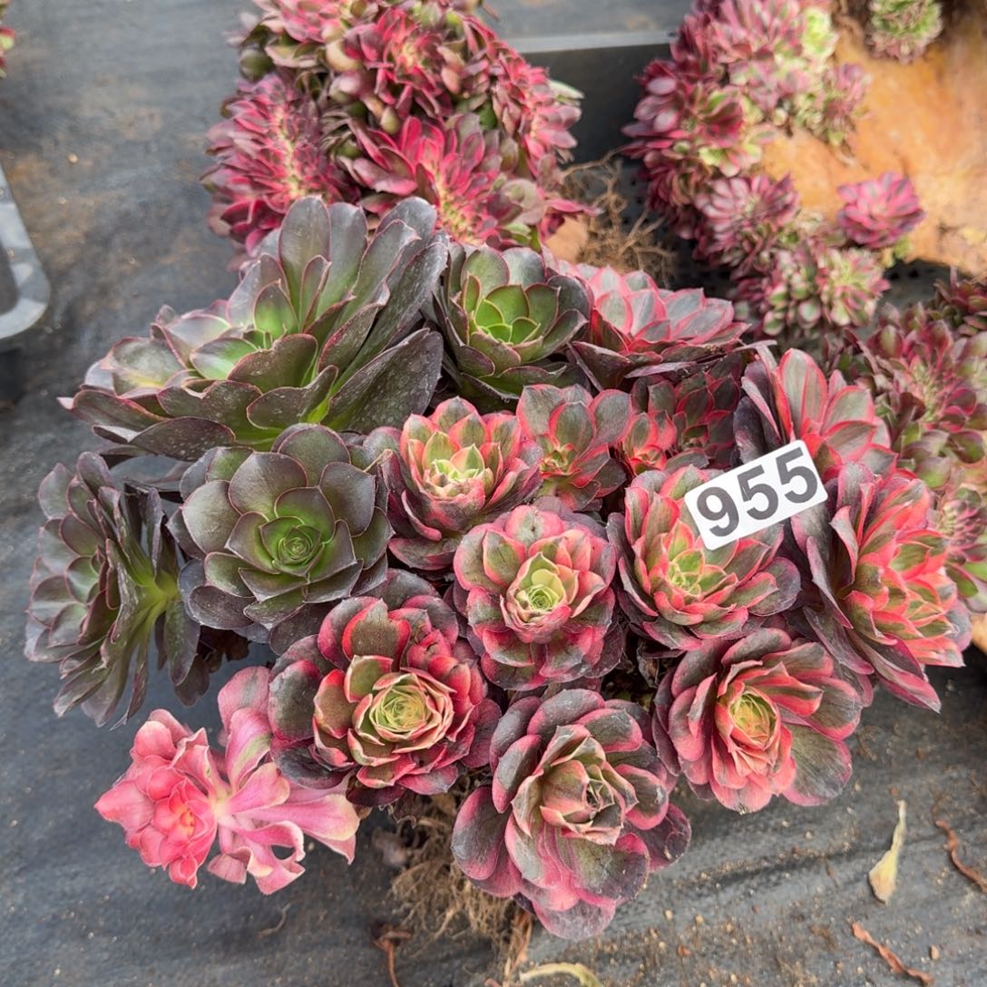 955多肉植物魅金玫瑾
