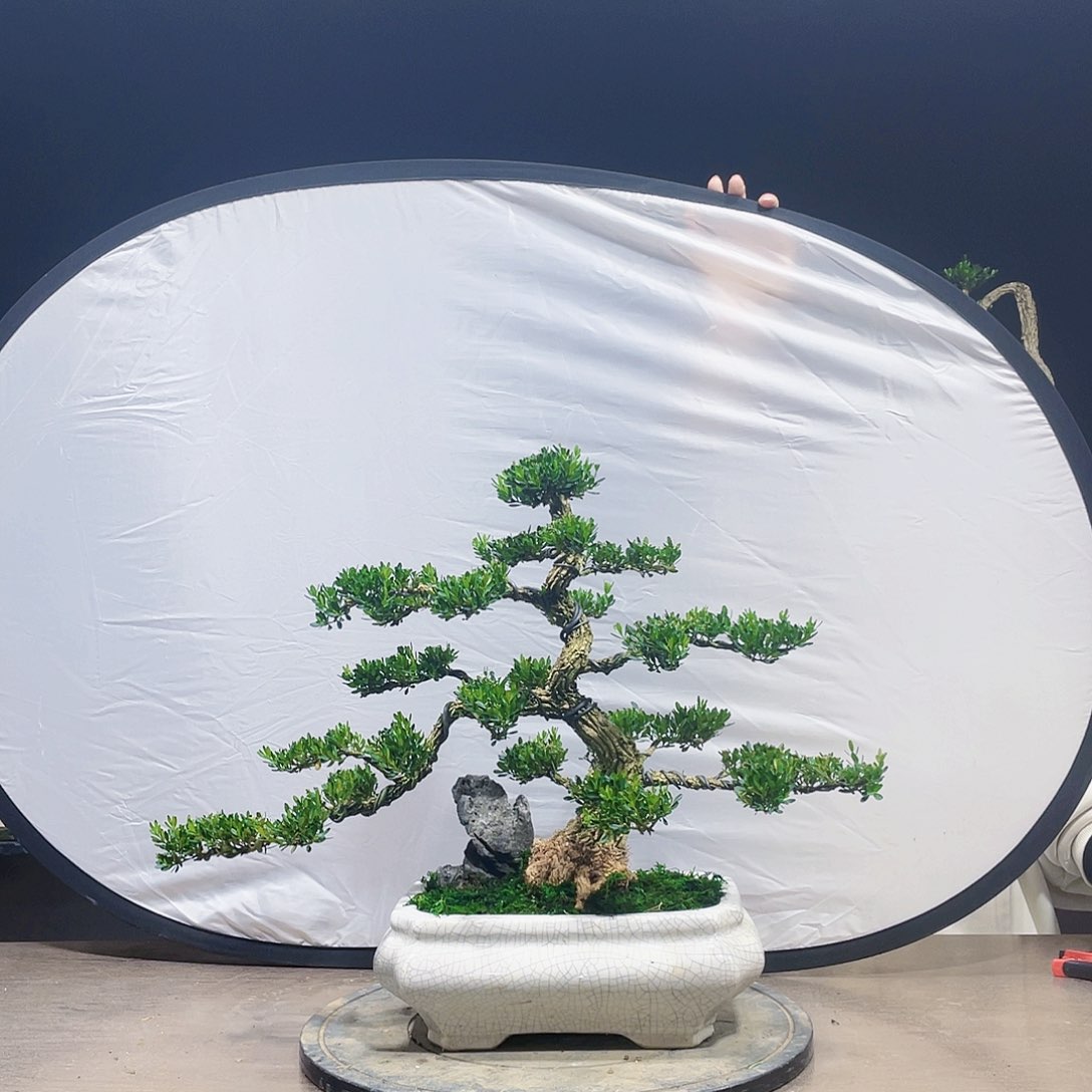 完全开放黄杨盆景四季常青