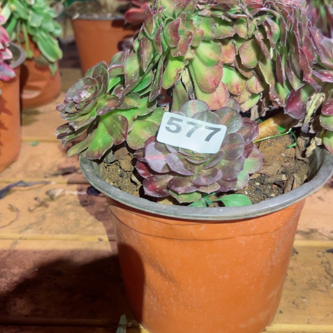 577 号多肉植物法师新年福利