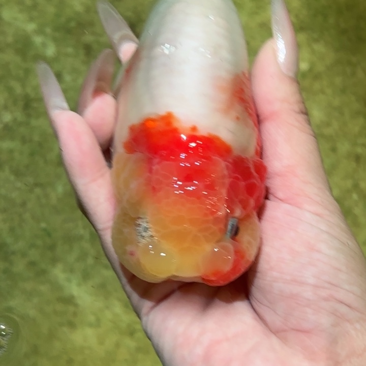 海水鱼兰寿活体金鱼淡水观赏鱼