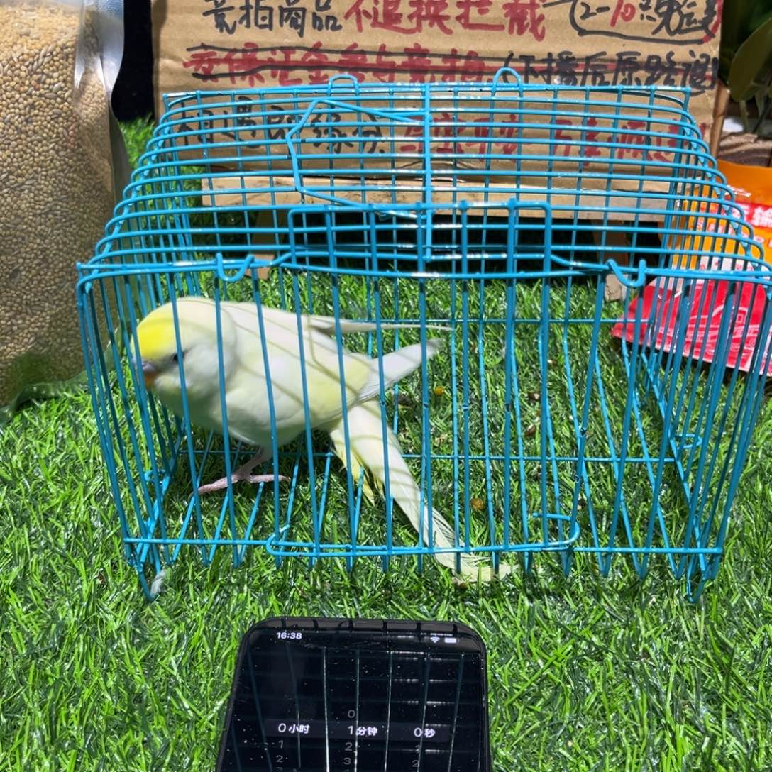 ****.虎皮鹦鹉金彩虎皮鹦鹉系列一只，竞拍一物一拍不退换