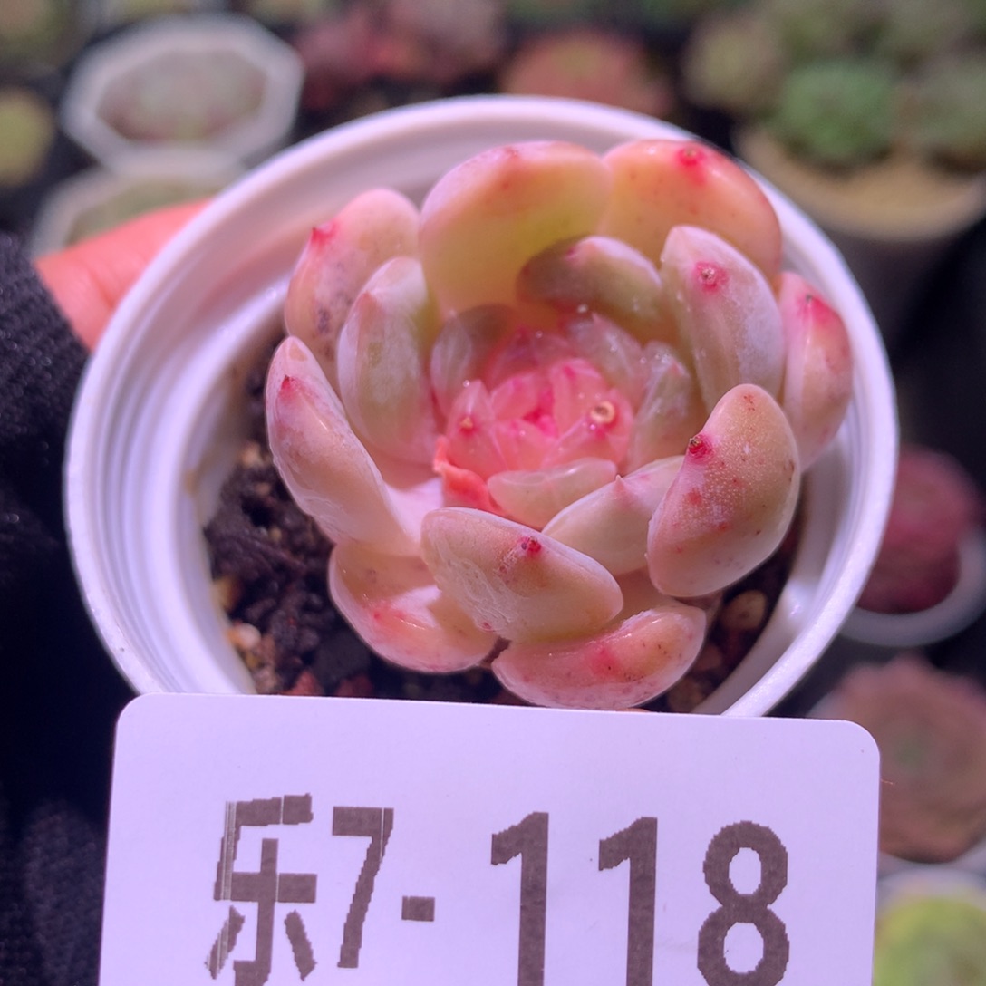 乐然 7-118 白色恋人 