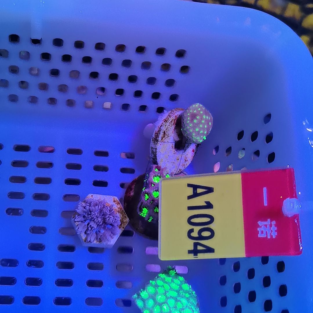 草皮珊瑚1094套餐