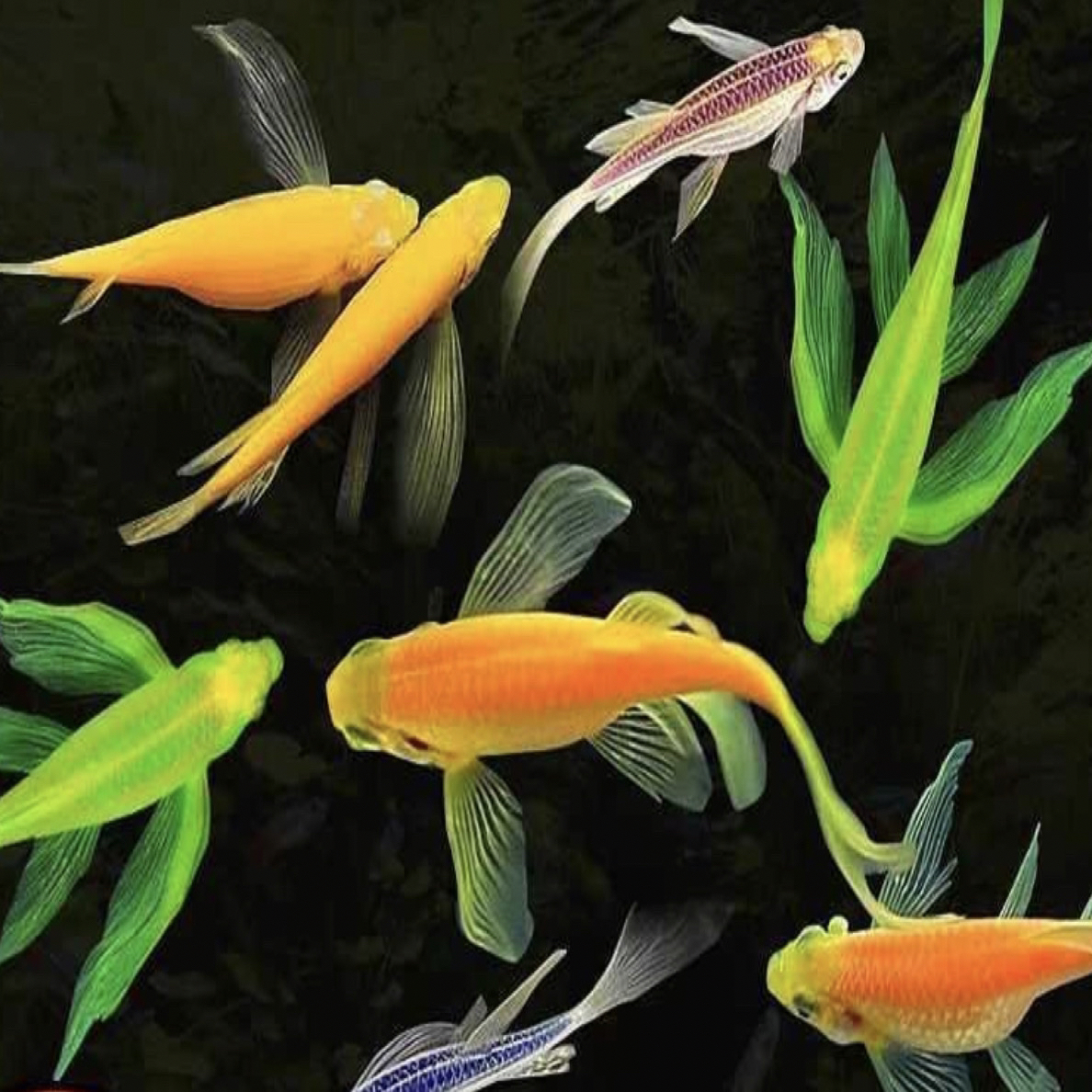 【颜色随机 4种以上的颜色】3-4厘米蝶翼斑马5+1 条 