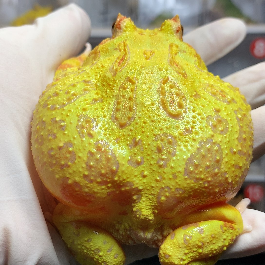 角蛙4342 大黄金顿嘴母