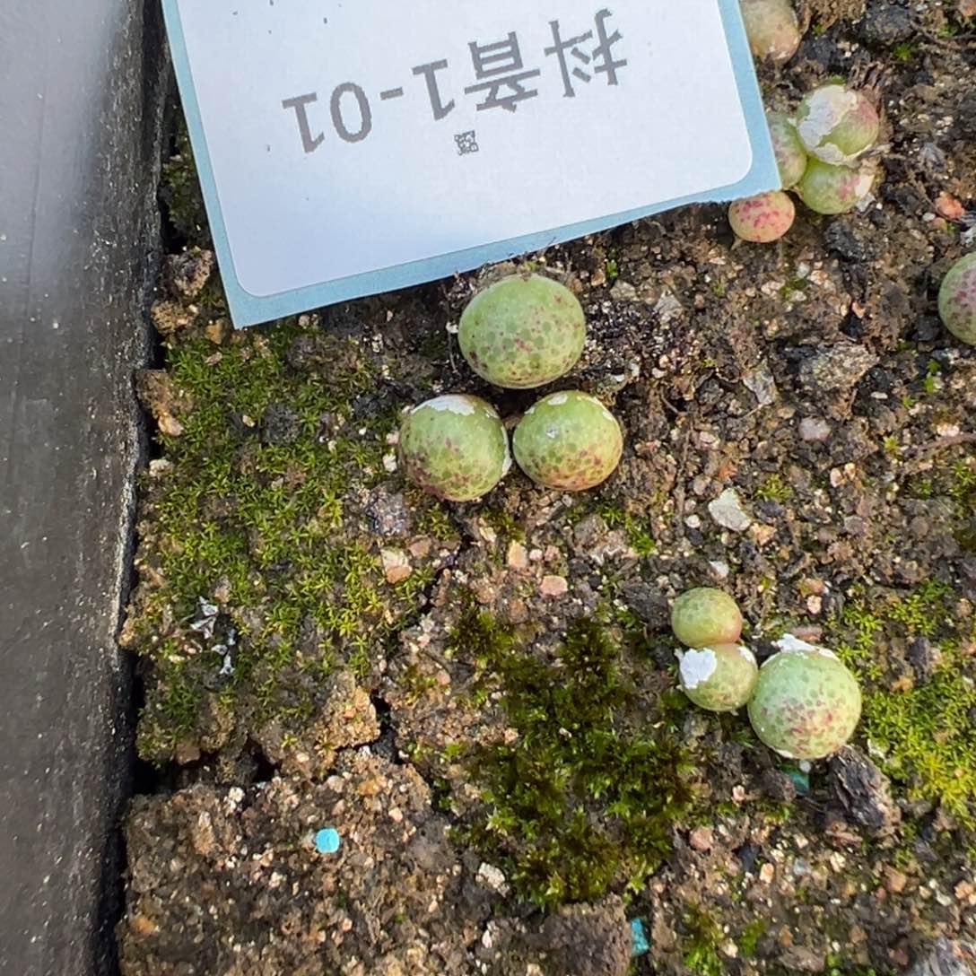1-01量拍园艺955d斑马8颗
