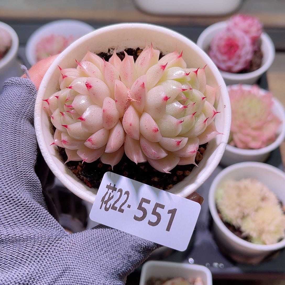 花22-551麦秆双头