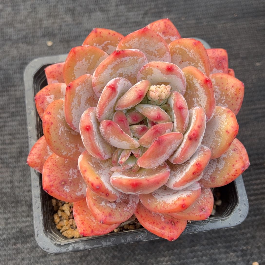 多肉植物，多肉植物