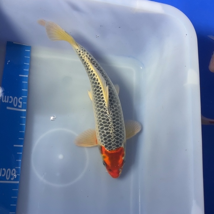 锦鲤锦鲤红白孔雀