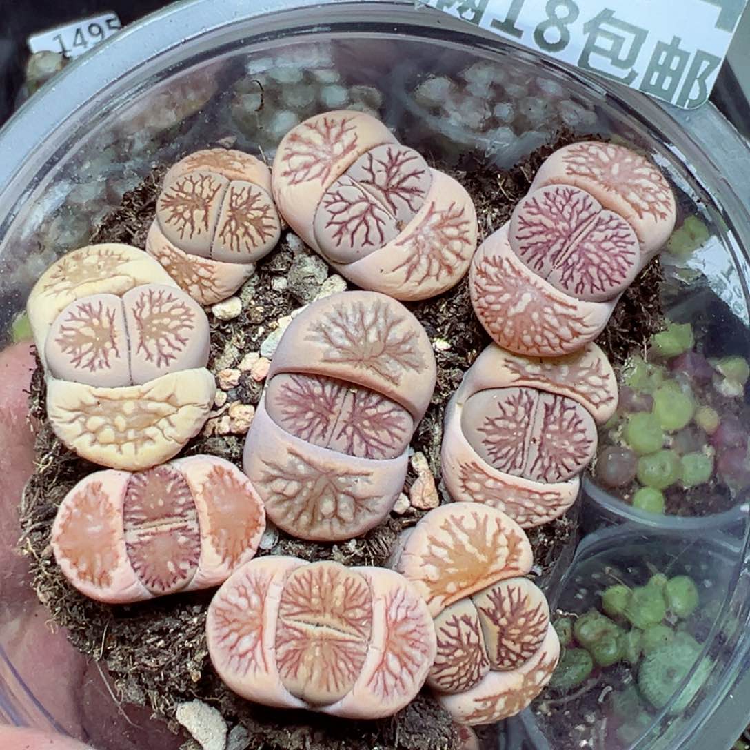 【闪购商品】 1504。  