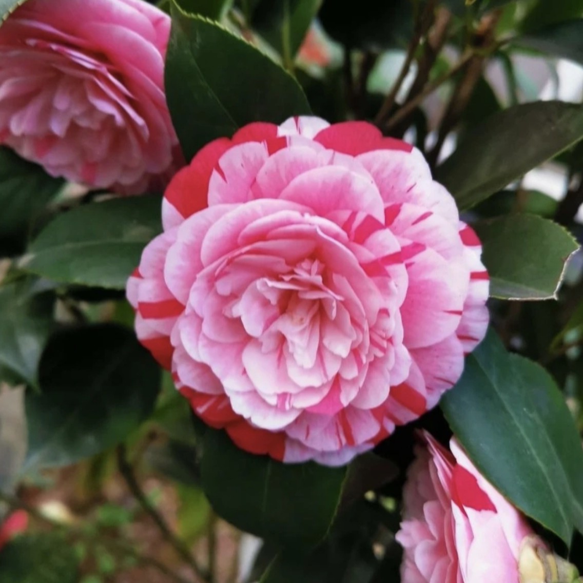 五色赤丹多色山茶花，室内外均可种植