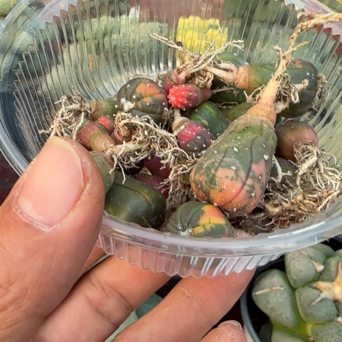 无花朵一堆实生泰国兜锦080