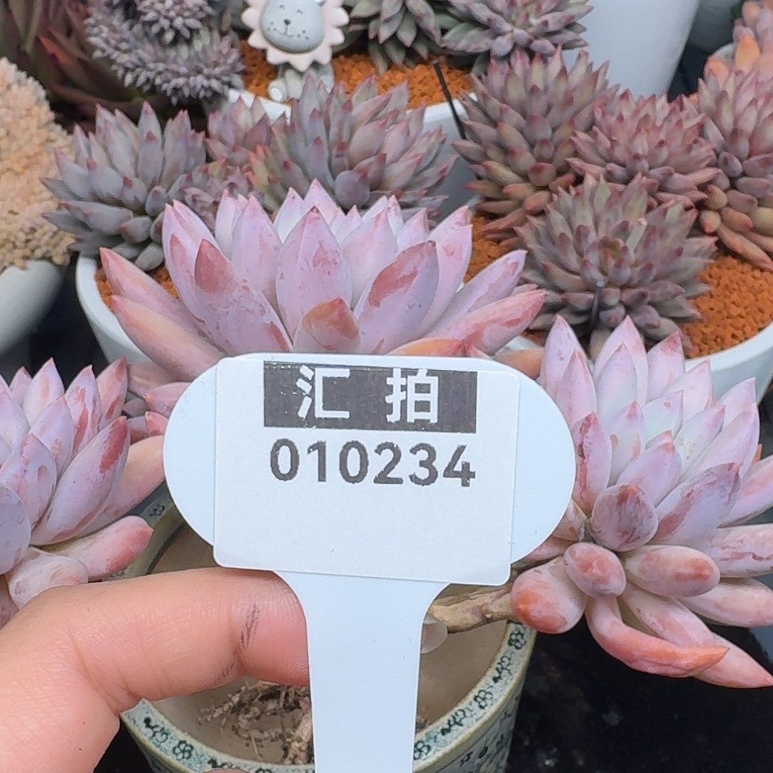 精品多肉植物010234