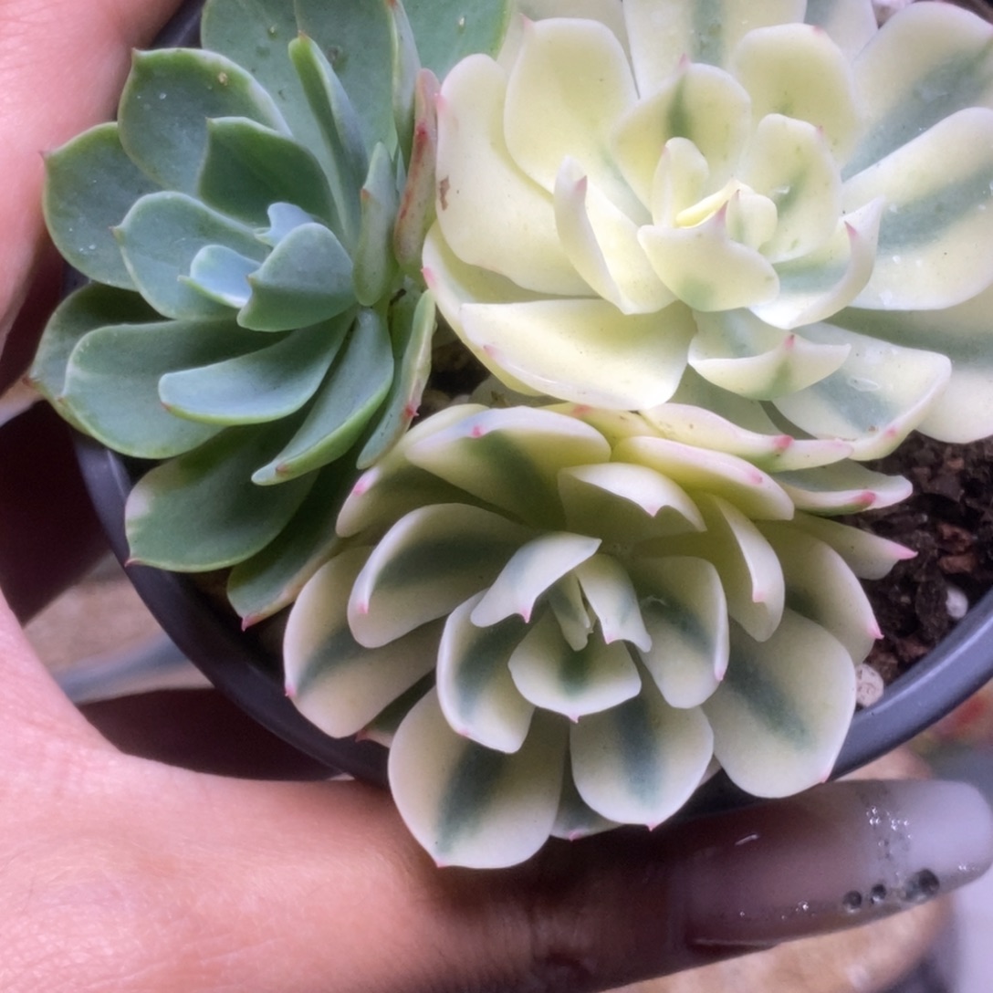 097海啸锦锦锦锦锦锦锦