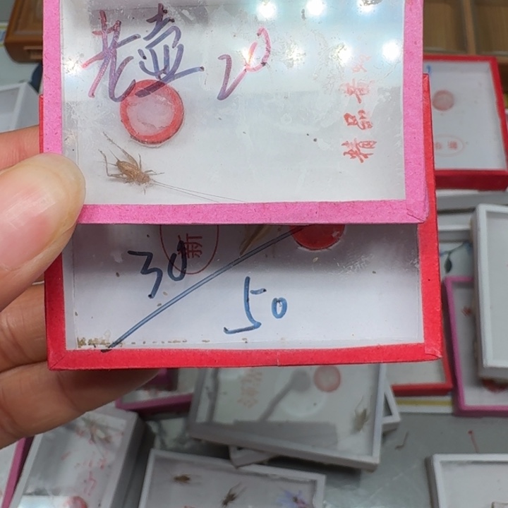 老***壶蟋蟀蝈蝈我在外面11111111