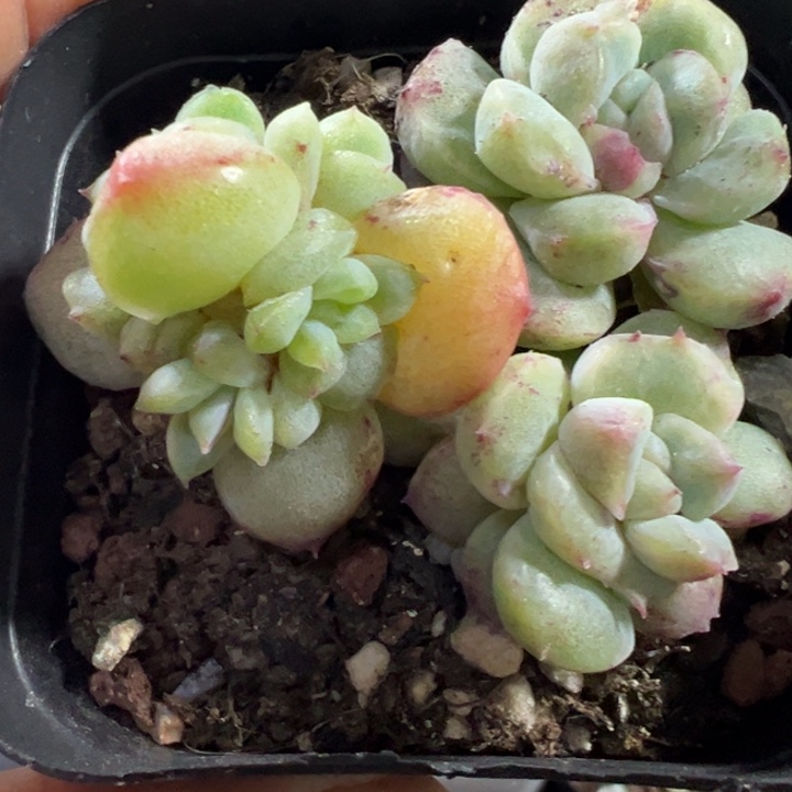 如梦令石化锦多肉植物665