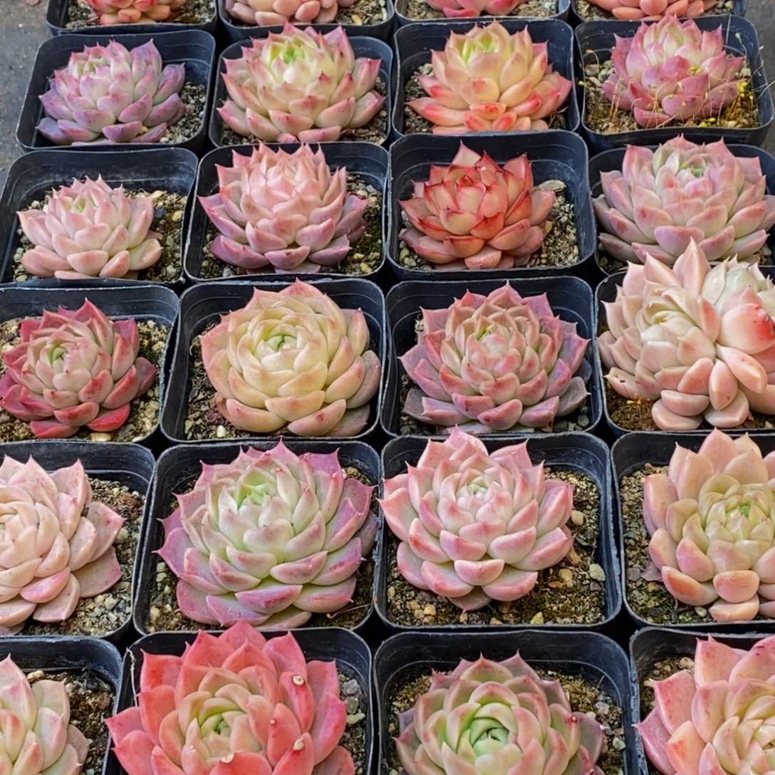 705的人生态度是一