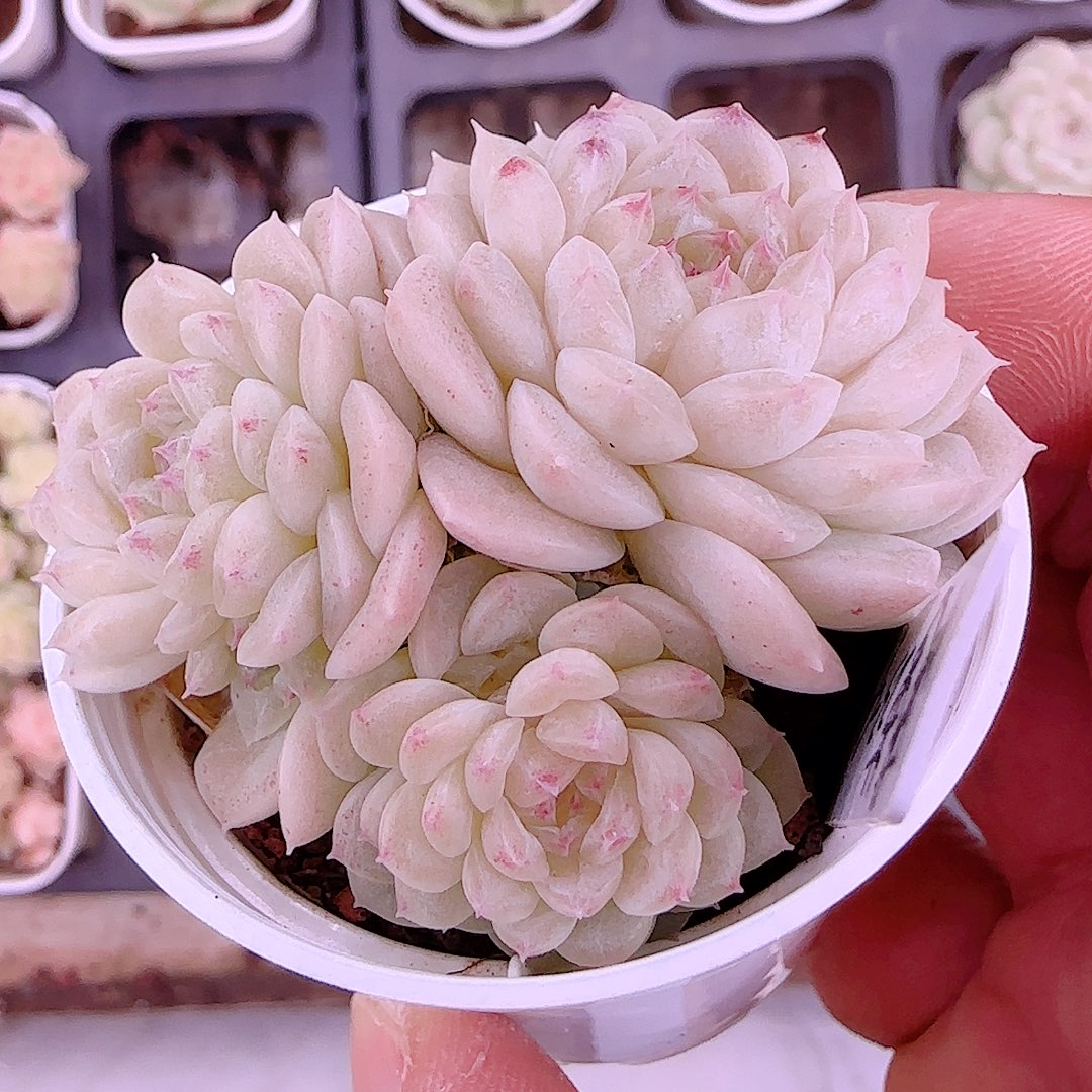 1130-106（菠萝23-4）