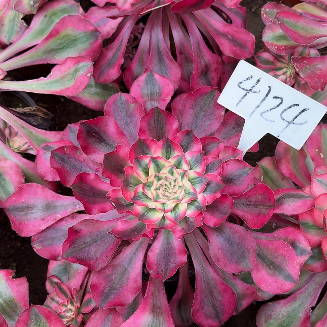 炫***ঌ4124爱丽丝多肉法师多肉