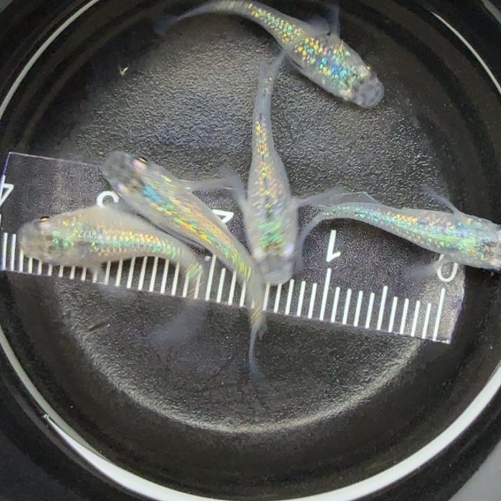 青鳉鱼短体蓝宝石41号