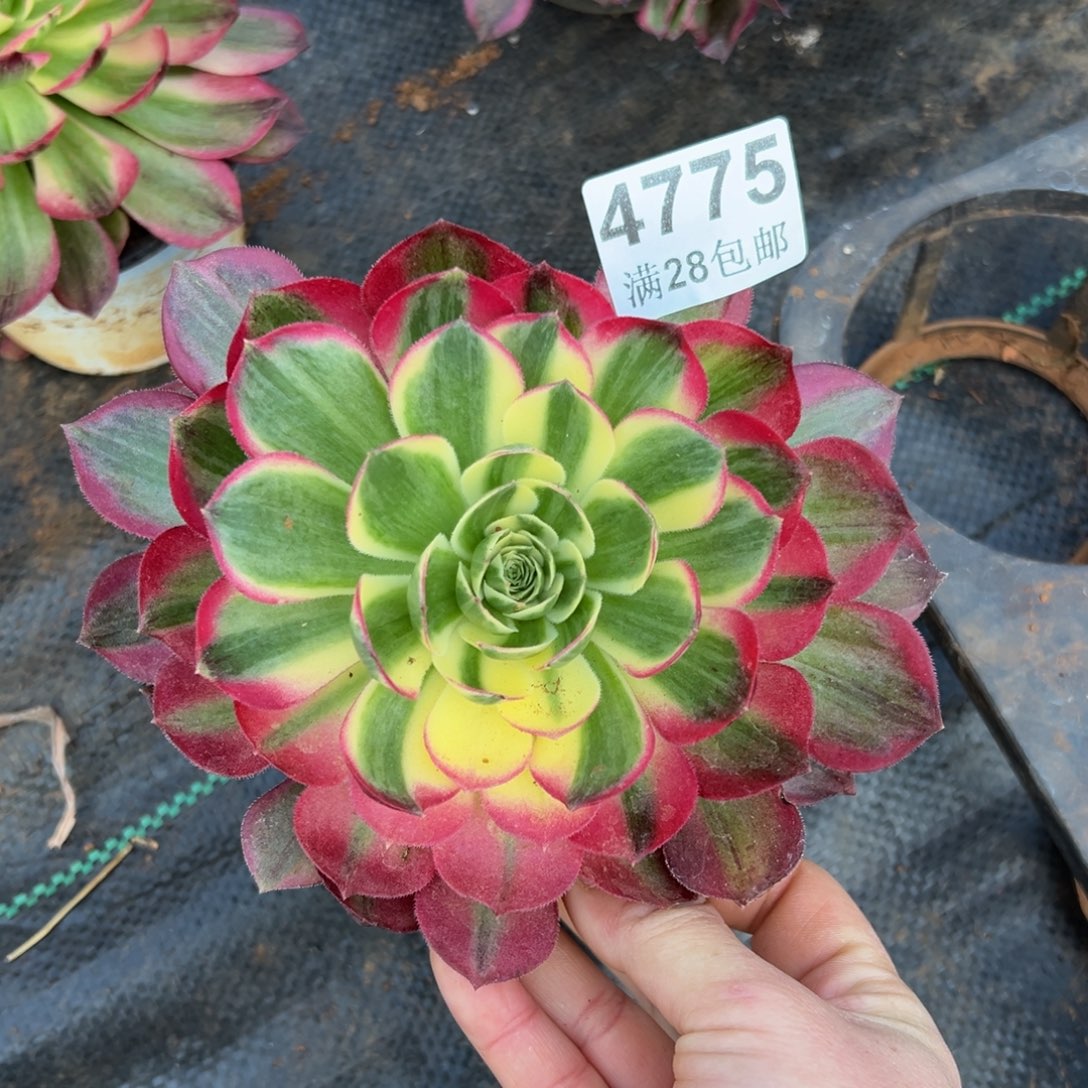 多肉植物4775海王