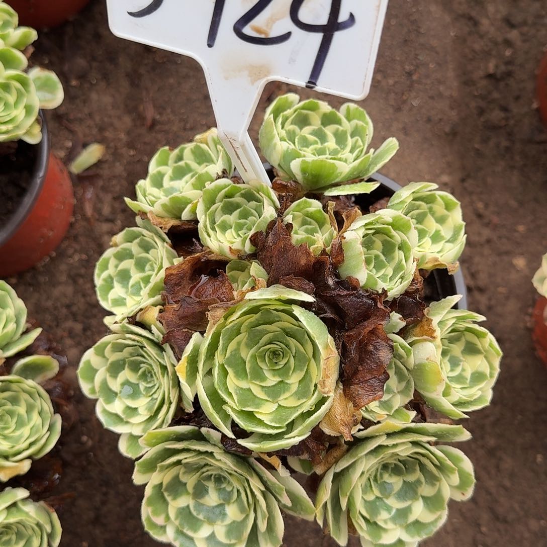 若***惜3-124迈巴赫多肉法师