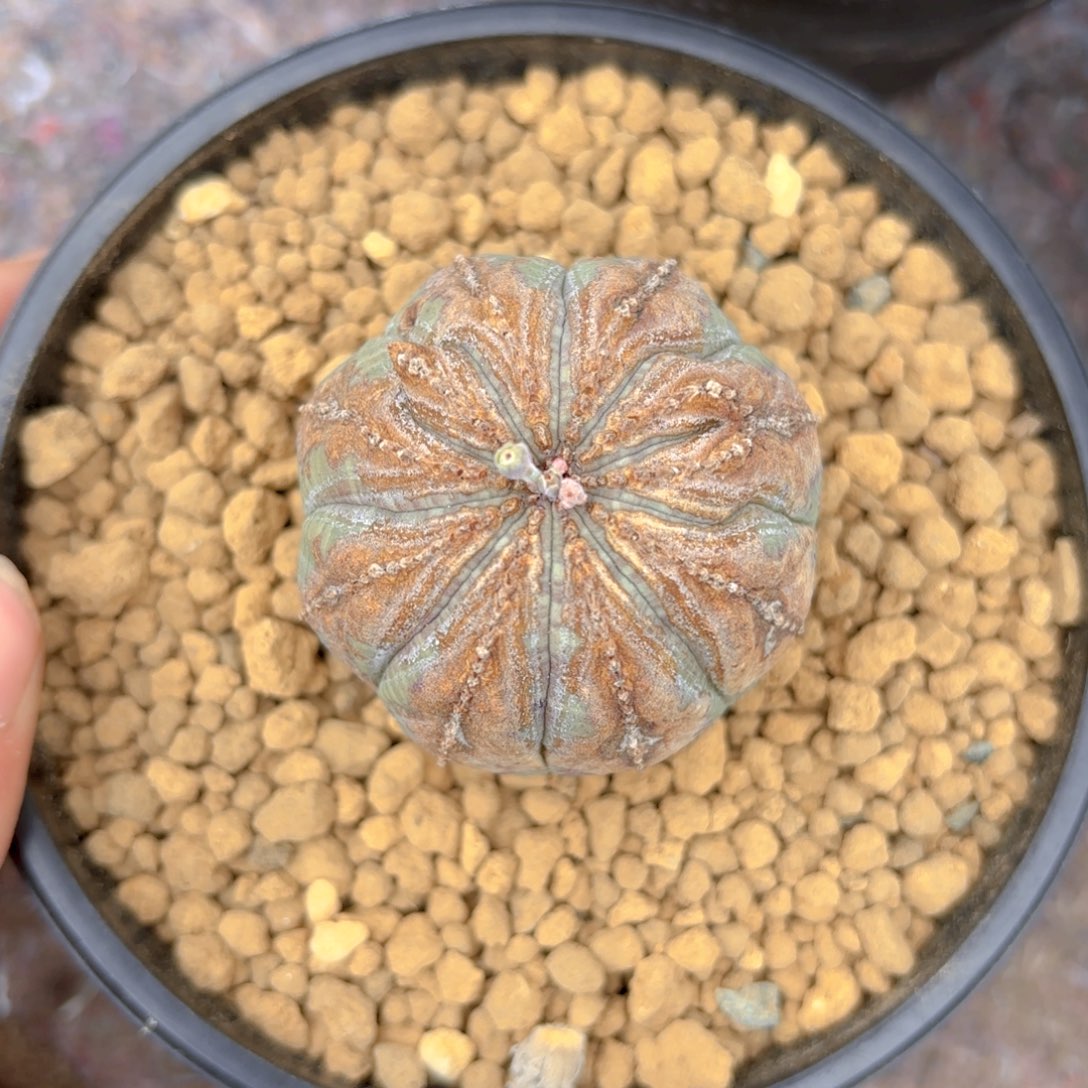 头秀布纹G g g g g g g g