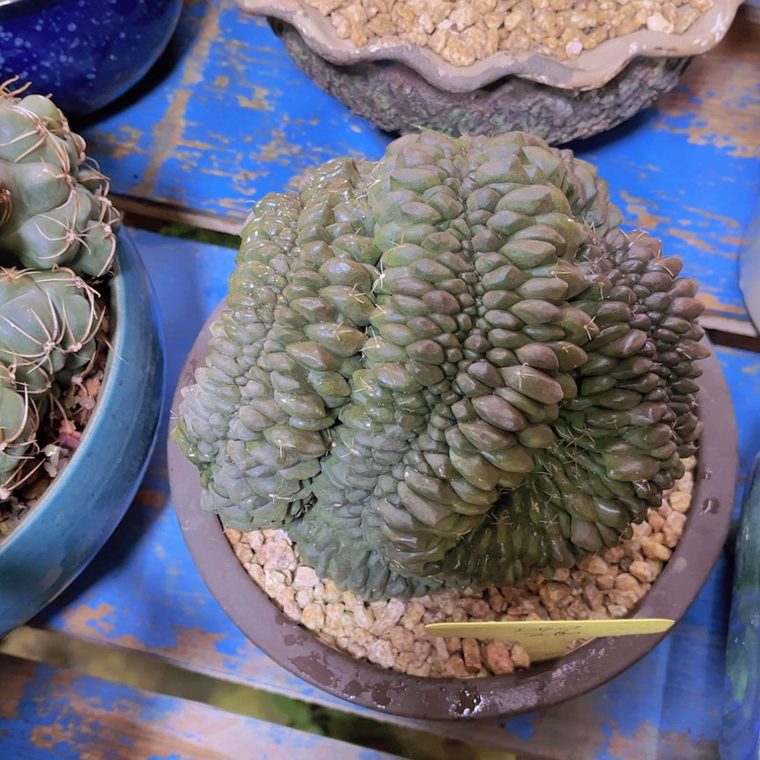 红陶云*多肉植物保护研究所