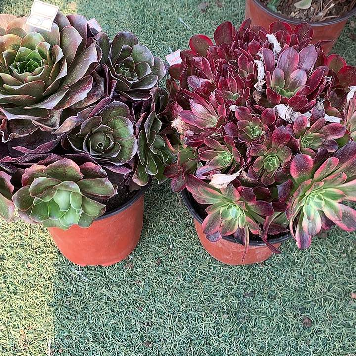 705两颗多肉植物