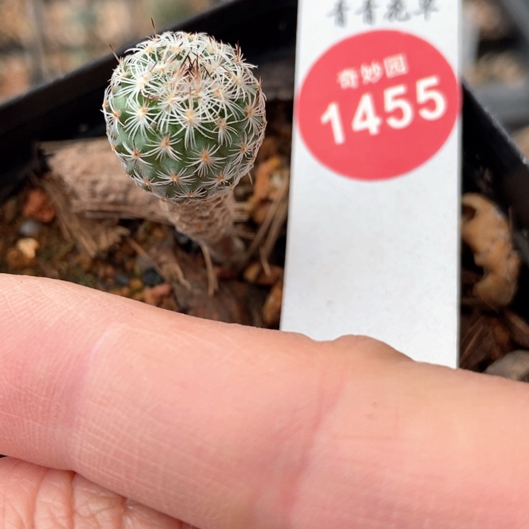 实生赤花美针玉1.5cm