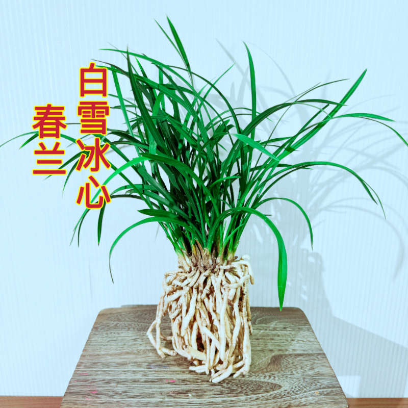 春兰白雪冰心浓香型室内绿植花卉盆栽好养带花苞