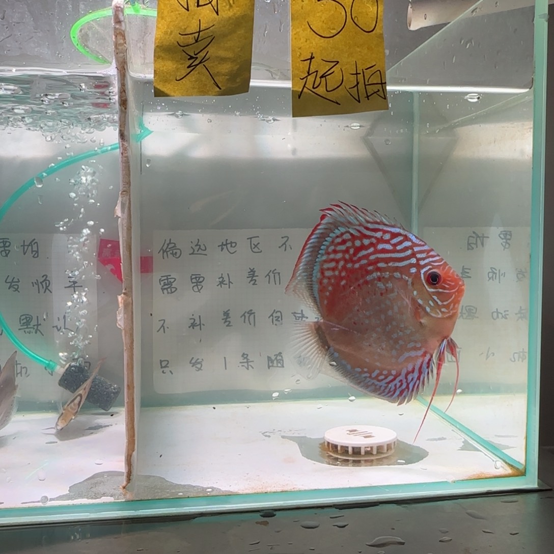 七彩神仙鱼肉身9-10偏远地区不拍